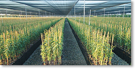 Sierra Gold Nursery