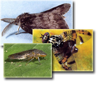 Agricultural Pests