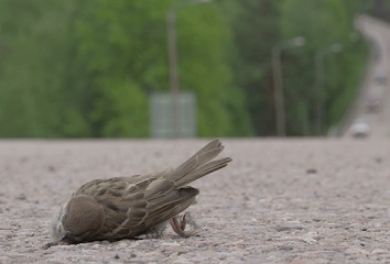 Motionless Bird Laying on Roadway